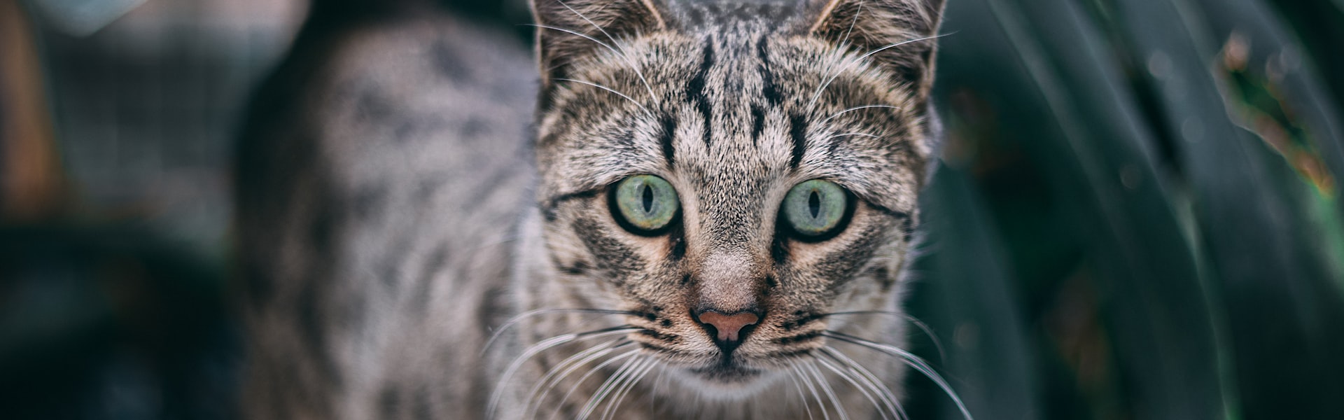 Kattenverzekering Maine Coon België: kosten, hartziekte HCM en beste keuze