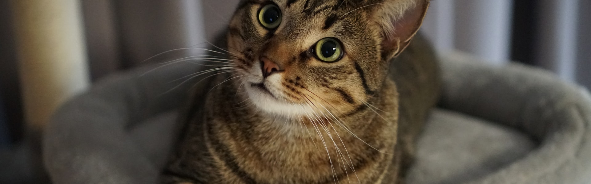 Comparer les assurances pour chat
