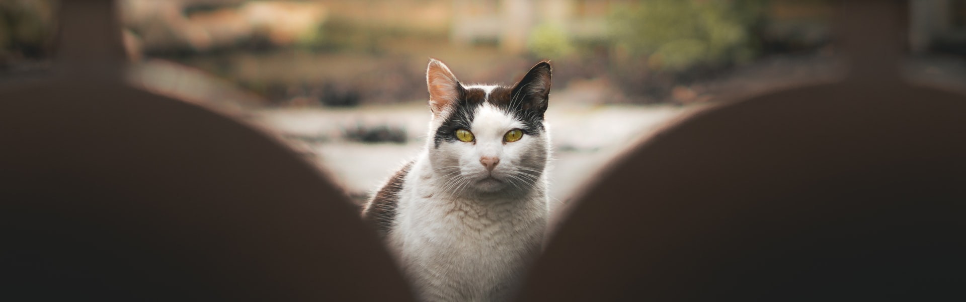 Kattenverzekering vergelijken