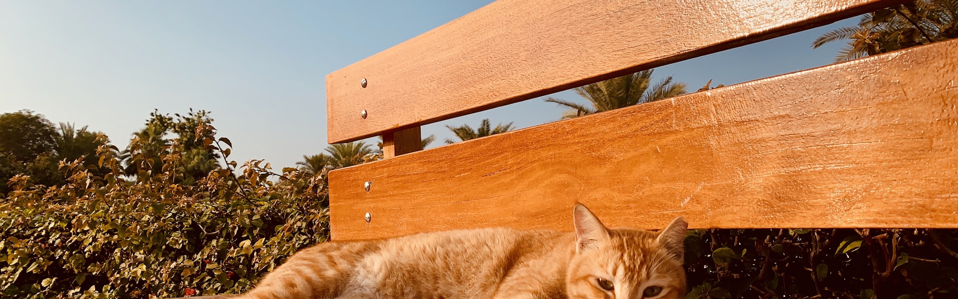 Kattenverzekering Siamese kat België: kosten, risico's en beste keuze