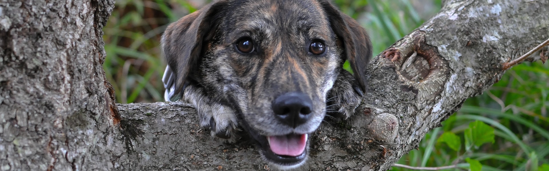 Gelukkige hond en kat