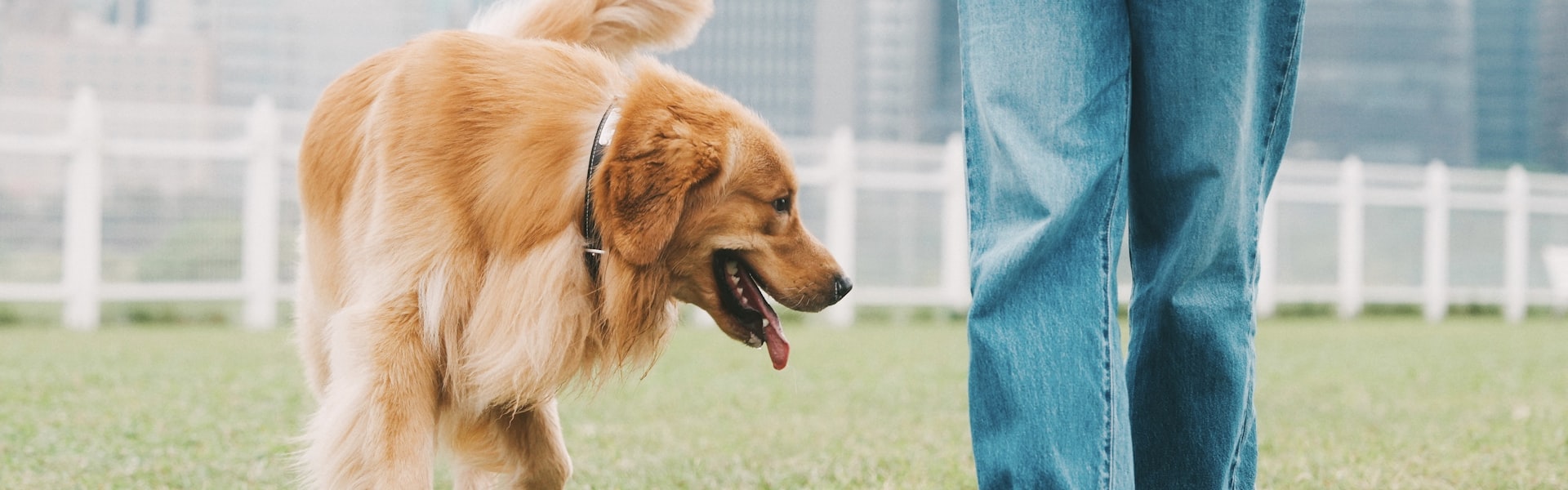 Assurance pour Bouledogue Français : quelles formules couvrent vraiment la brachycéphalie ?