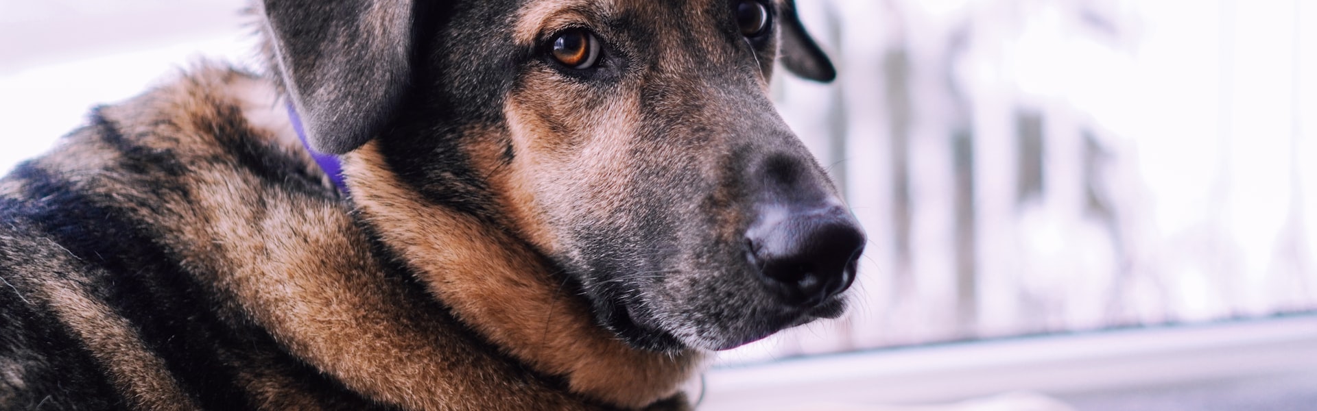 Assurance chien et dysplasie de la hanche : ce qui est couvert en Belgique