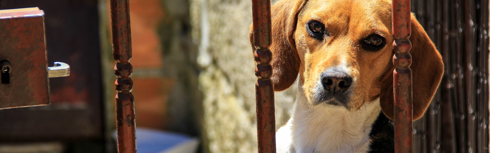 Is een dierenverzekering belastingaftrekbaar in België? Het eerlijke antwoord