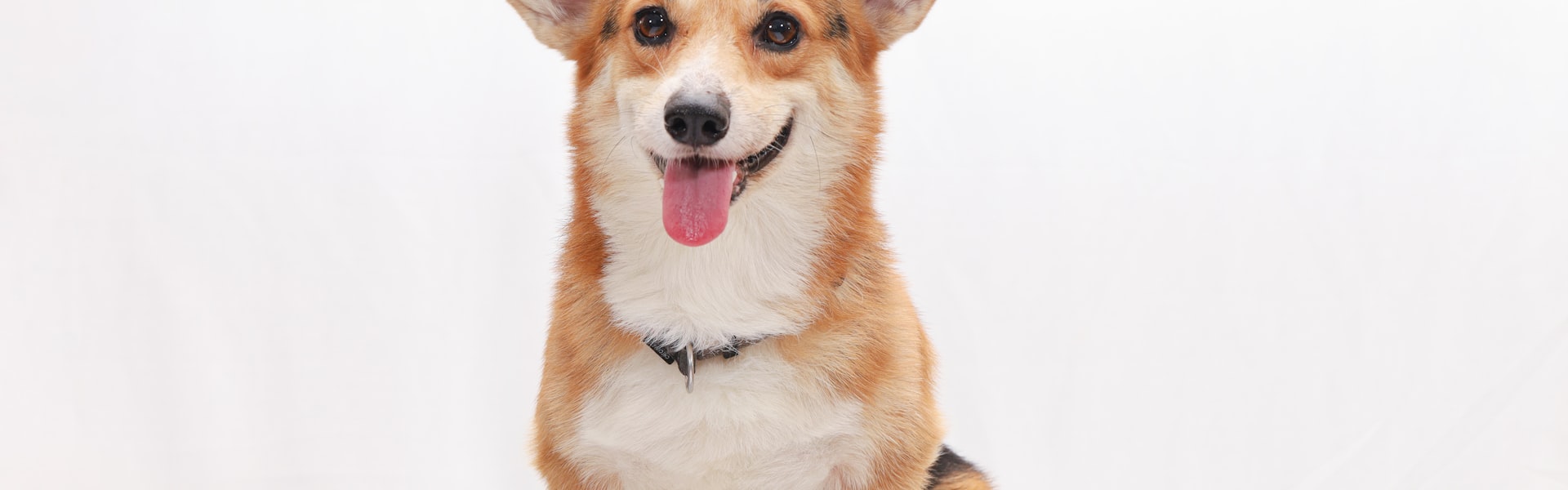 Assurance chien Border Collie en Belgique : risques de santé et meilleurs assureurs 2026
