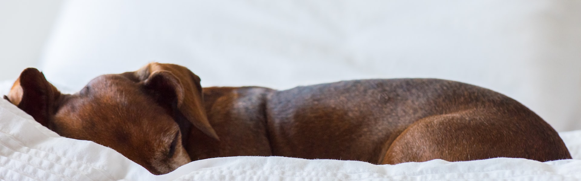 Hondenverzekering Rottweiler in België: risico's, premies en beste keuze 2026