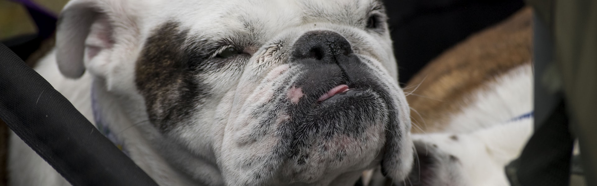 Assurance pour chien en Belgique : tout ce que vous devez savoir avant de souscrire