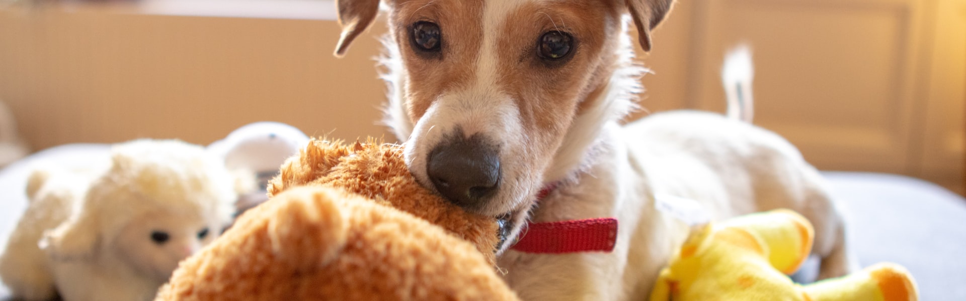 Hondenverzekering voor oudere hond: kan en moet je nog afsluiten?