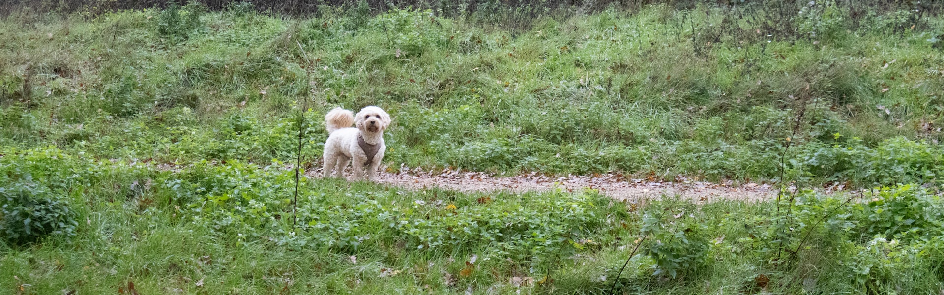 Dierenverzekering voor meerdere huisdieren in België: tips, kosten en slimme aanpak