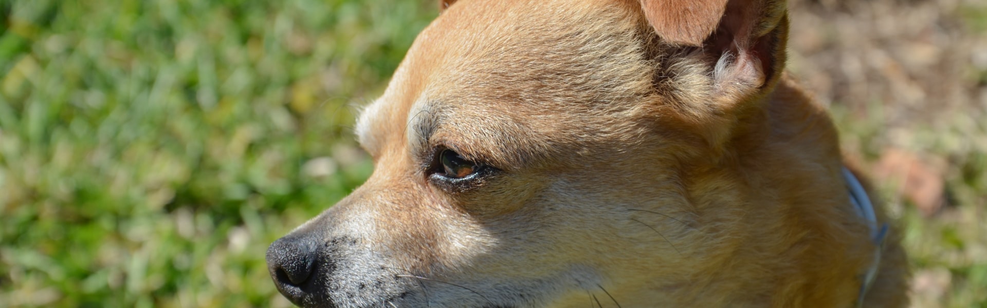 Assurance animaux pour plusieurs animaux en Belgique : conseils, coûts et stratégie