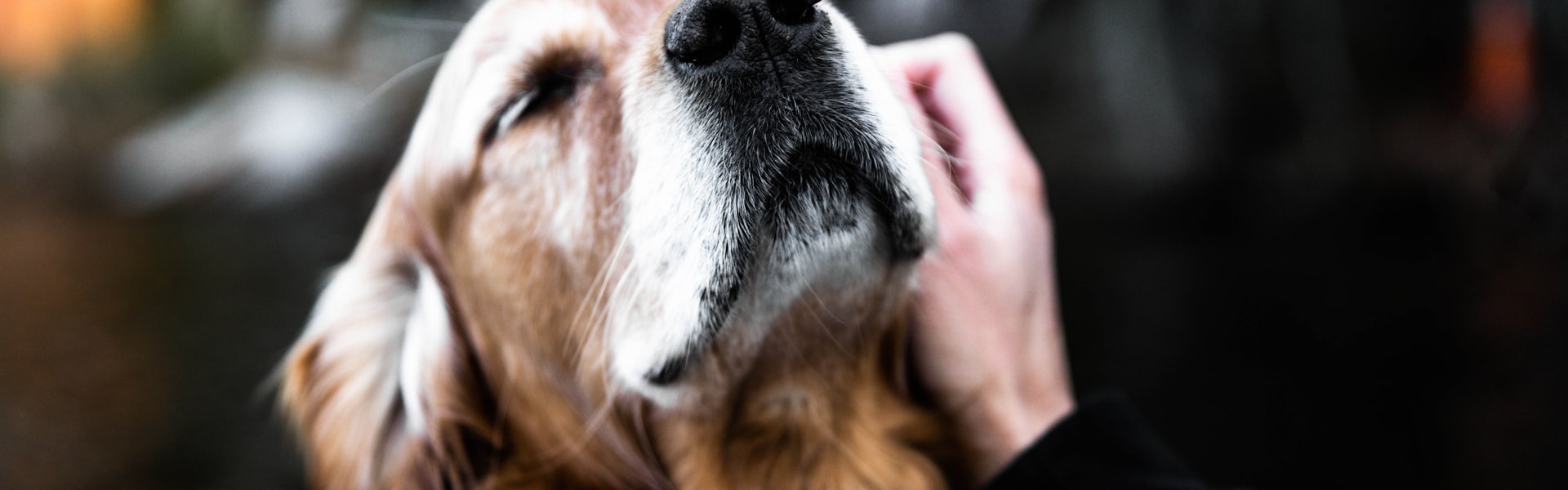 Kattenverzekering en preventieve zorg in België: wat wordt er vergoed in 2026?