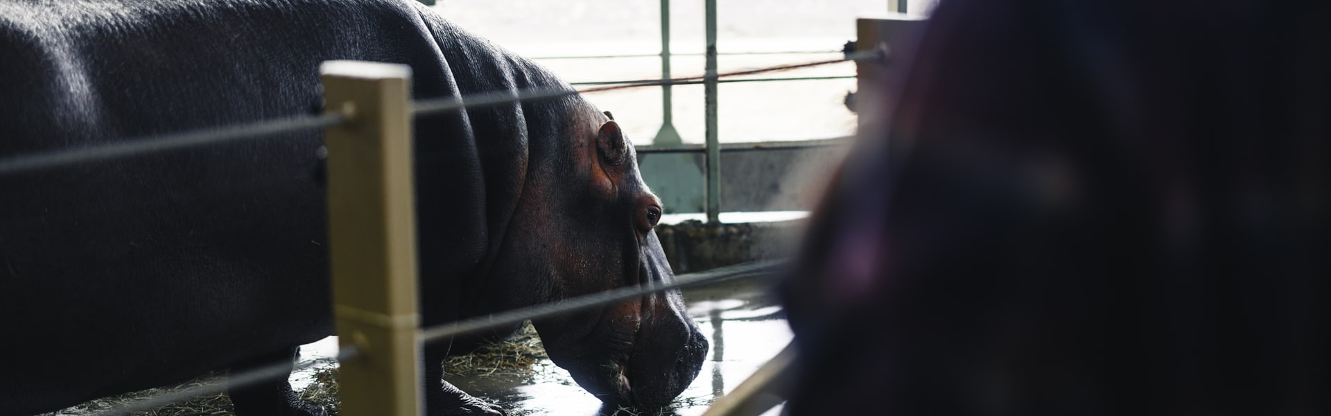 Is tandzorg voor hond en kat vergoed bij dierenverzekering in België?