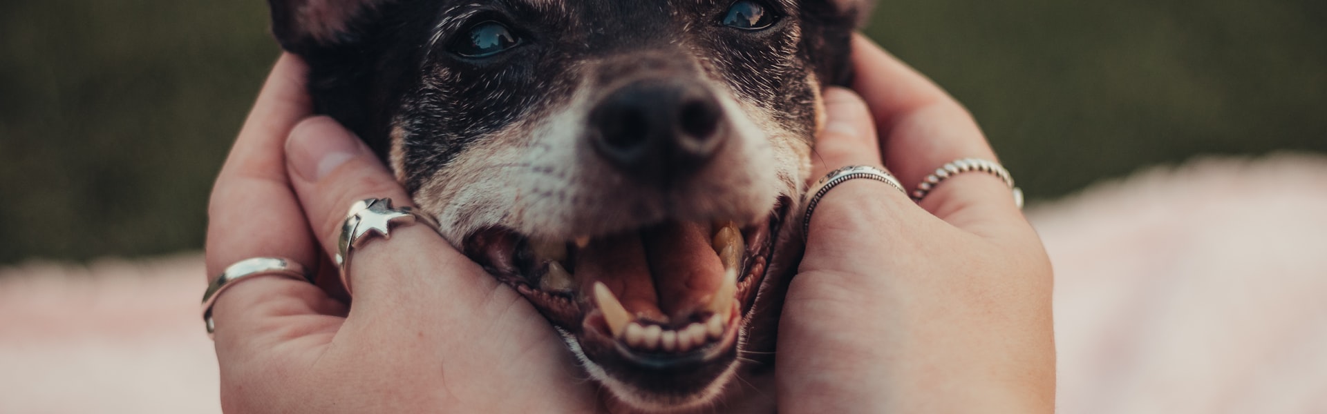 Kruisbandoperatie bij honden: wat kost het en welke verzekering dekt het echt?